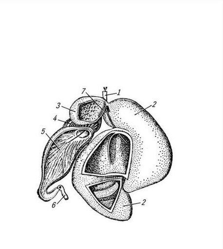 Рис. 1 Разрез желудка 