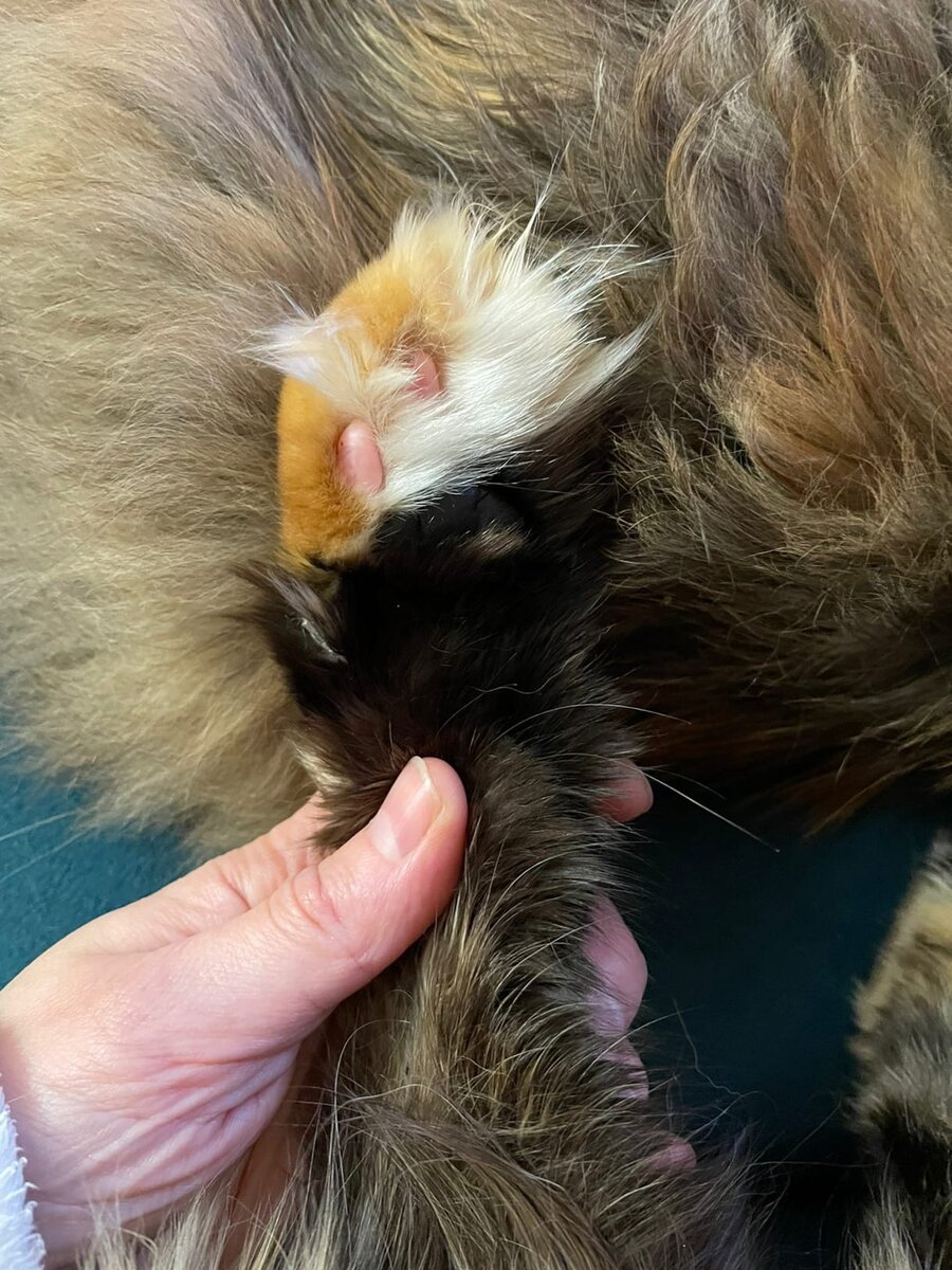 Фото из личного архива. Черепаховая лапка