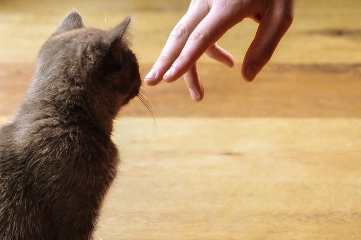Что делать, если кошка нападает на человека | Приют для кошек 