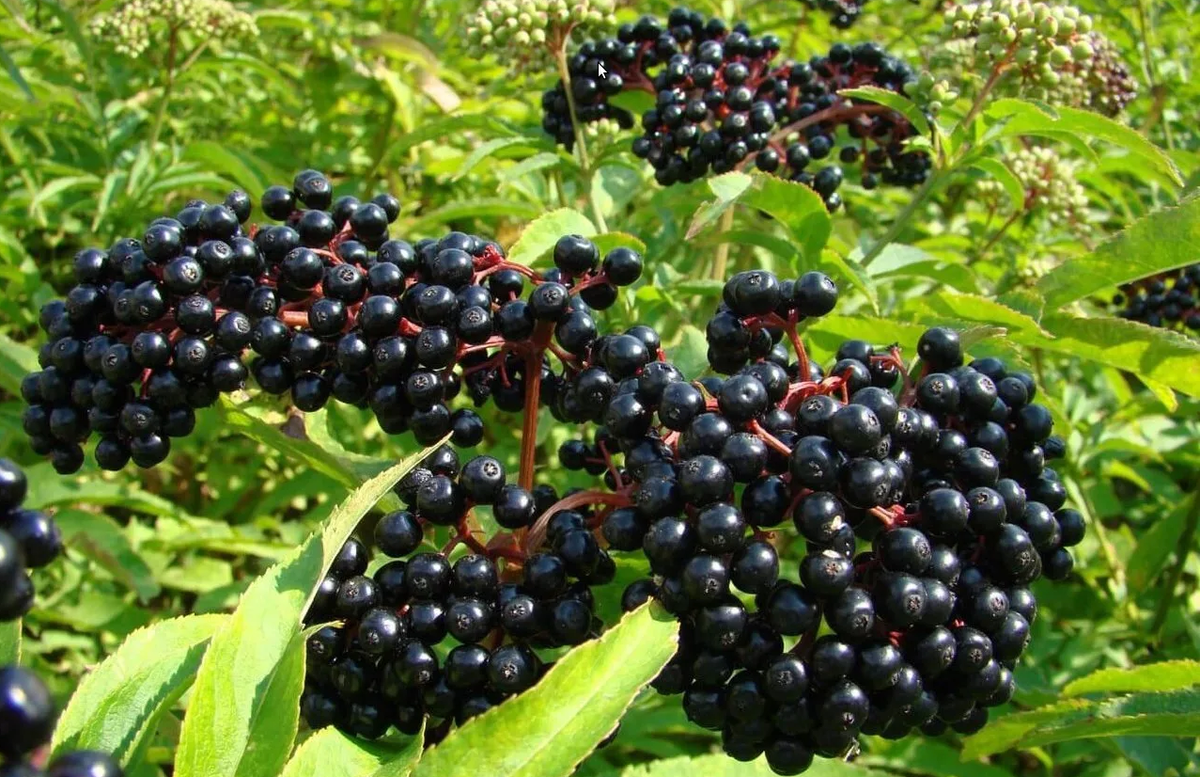 Бузина черная. Фото Сергиево-Посадского питомника растений АгроПАРК