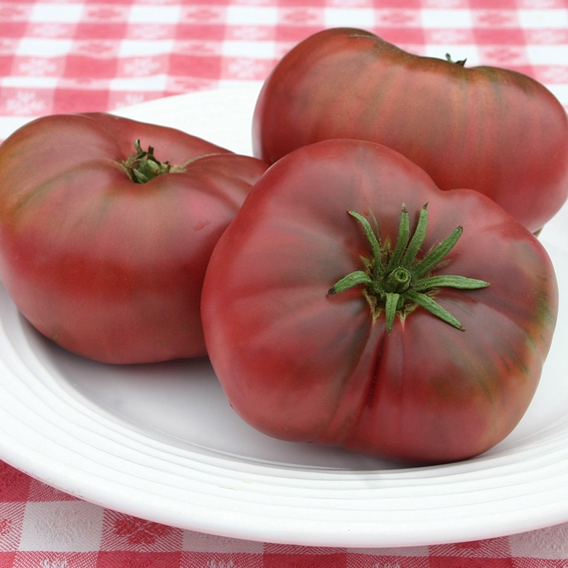 Гном Розелла Пурпурная.