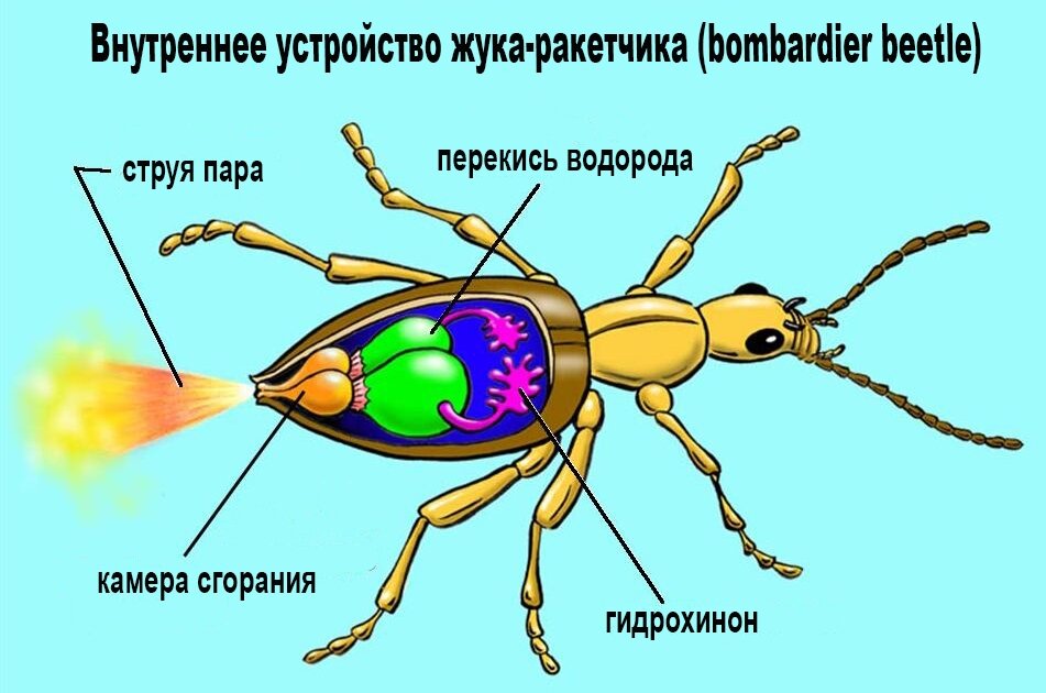 Жук бомбардир фото и описание