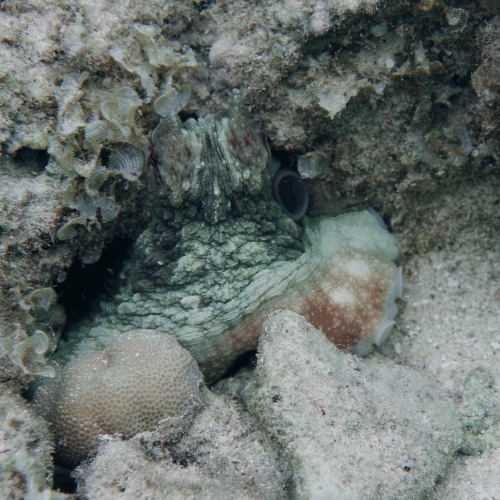 Осьминог обыкновенный