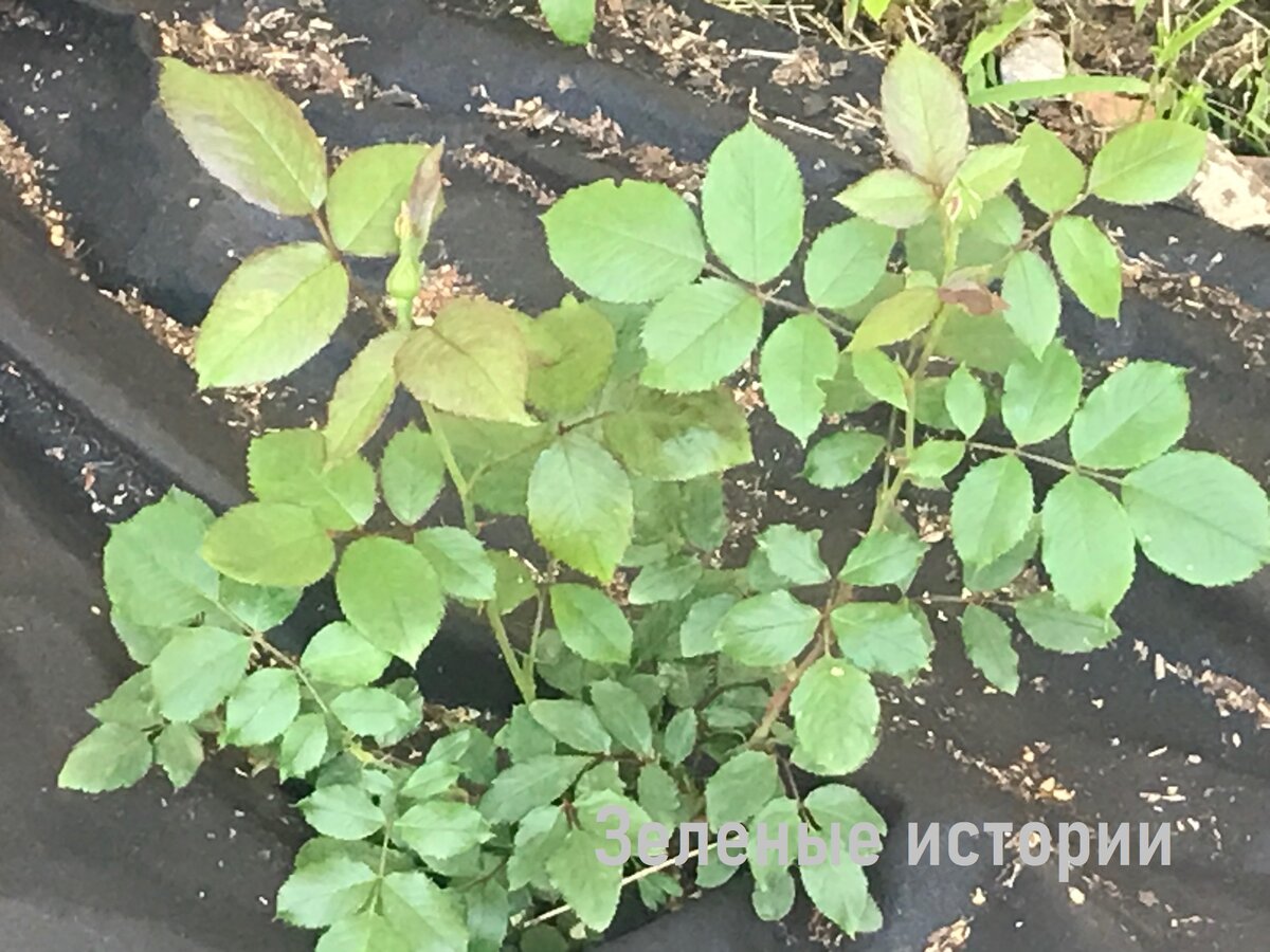 У розы чернеют листья что делать. Жимолость одревесневшие черенки. Жимолость каприфоль отросток