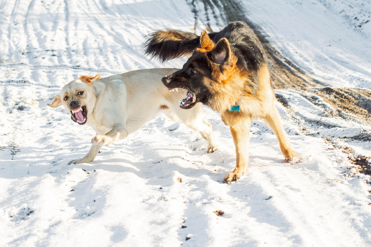 Кусь в квадрате