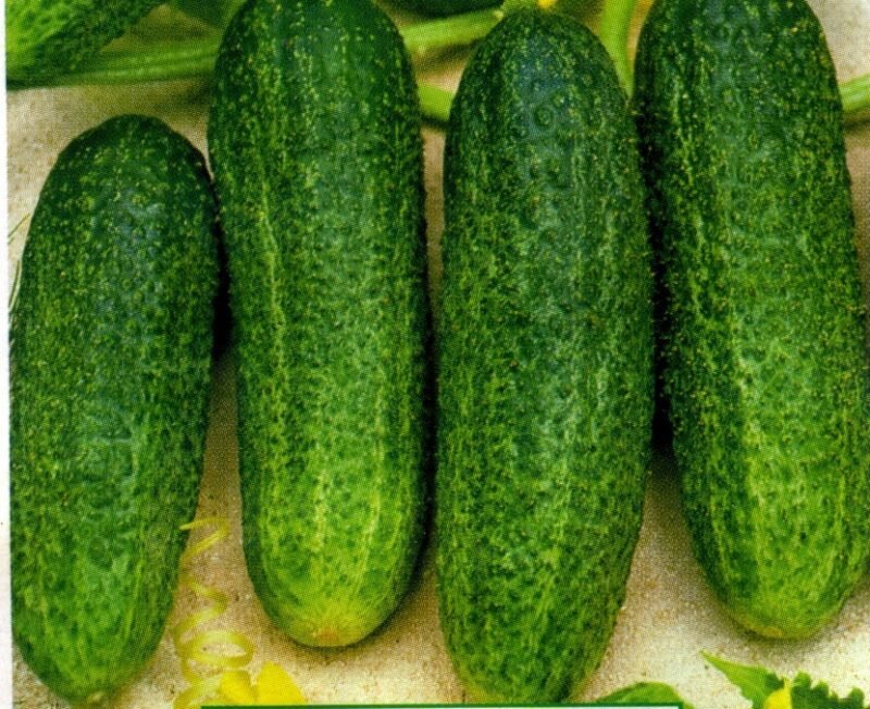 Огурцы Либелла