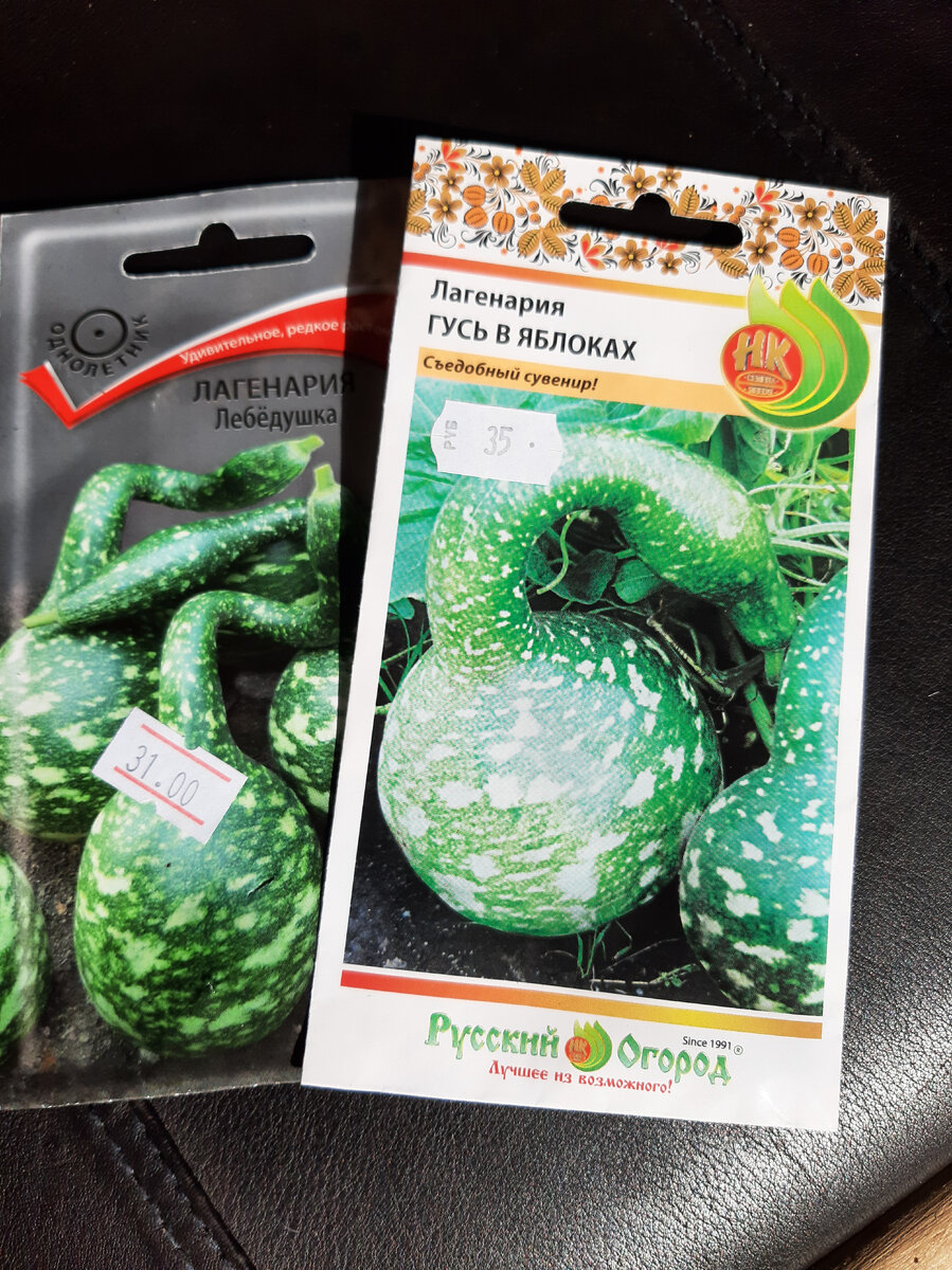 На такую лагенарию буду прививать.