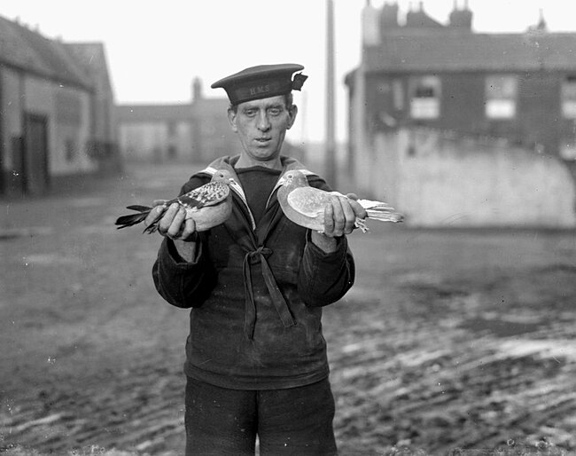 Ещё голубчики почтовые 