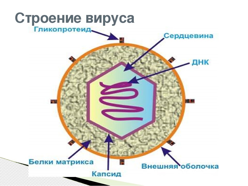 Царства живой природы (5–6 кл.)