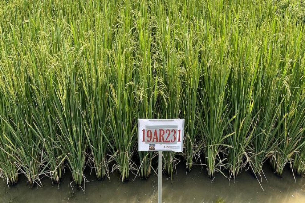 трансгенный золотой рис. рис (зерно). Hectar. выращивание риса. рисовое зерно.