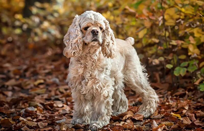 Американский кокер-спаниель: история, характеристики, уход и содержание