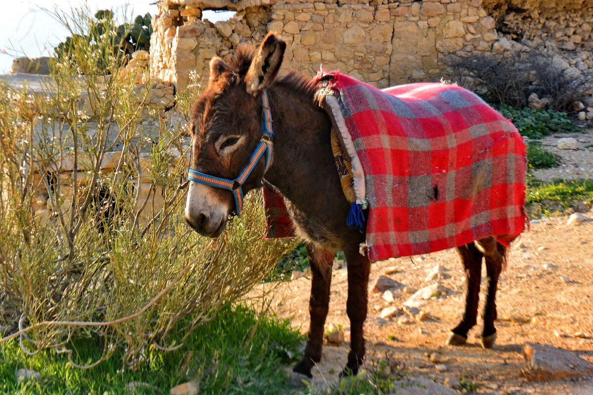 Иордания, деревня Дана (все фото статьи авторские)