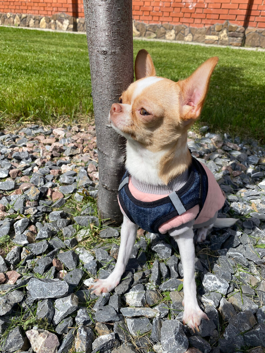 Греется на солнышке 