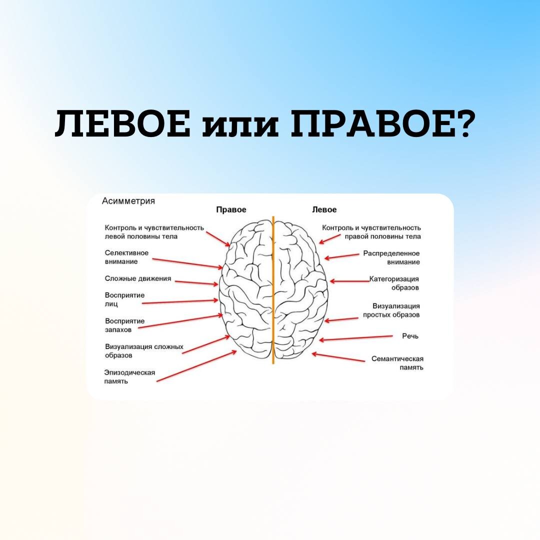 4 простых шага для определения ведущего полушария мозга | Нефтеюганский  Политехнический колледж | Дзен