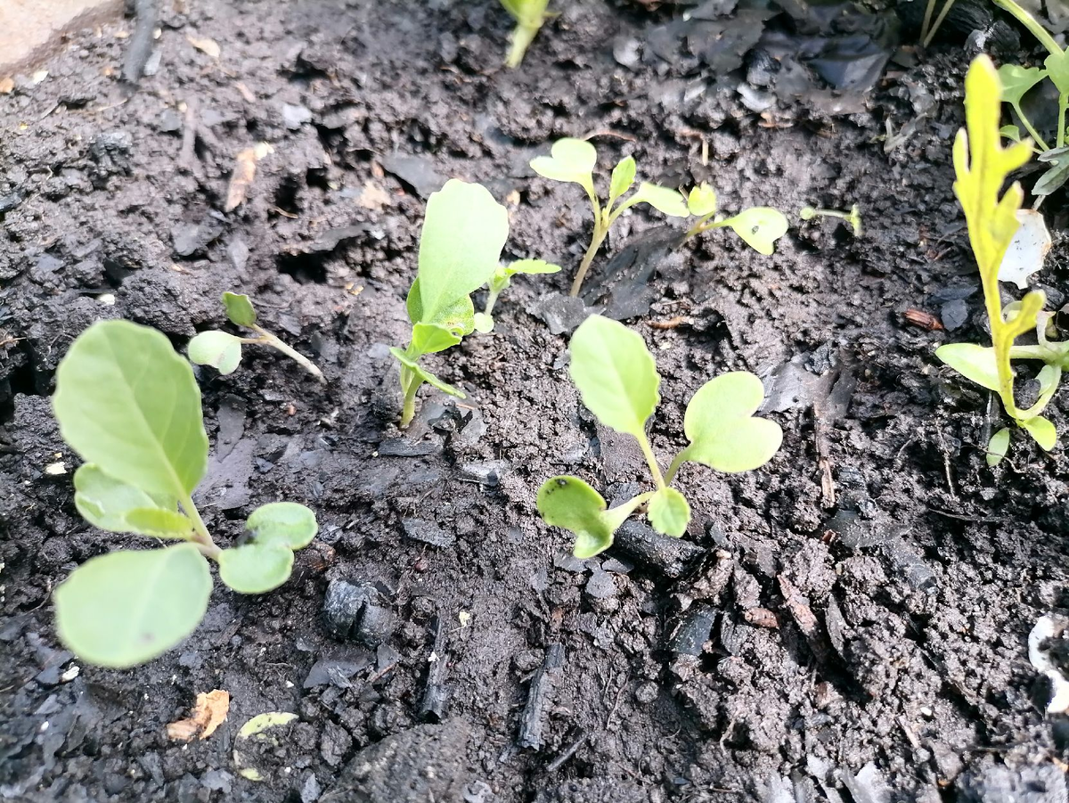 Ранняя капуста Точка на 22 мая