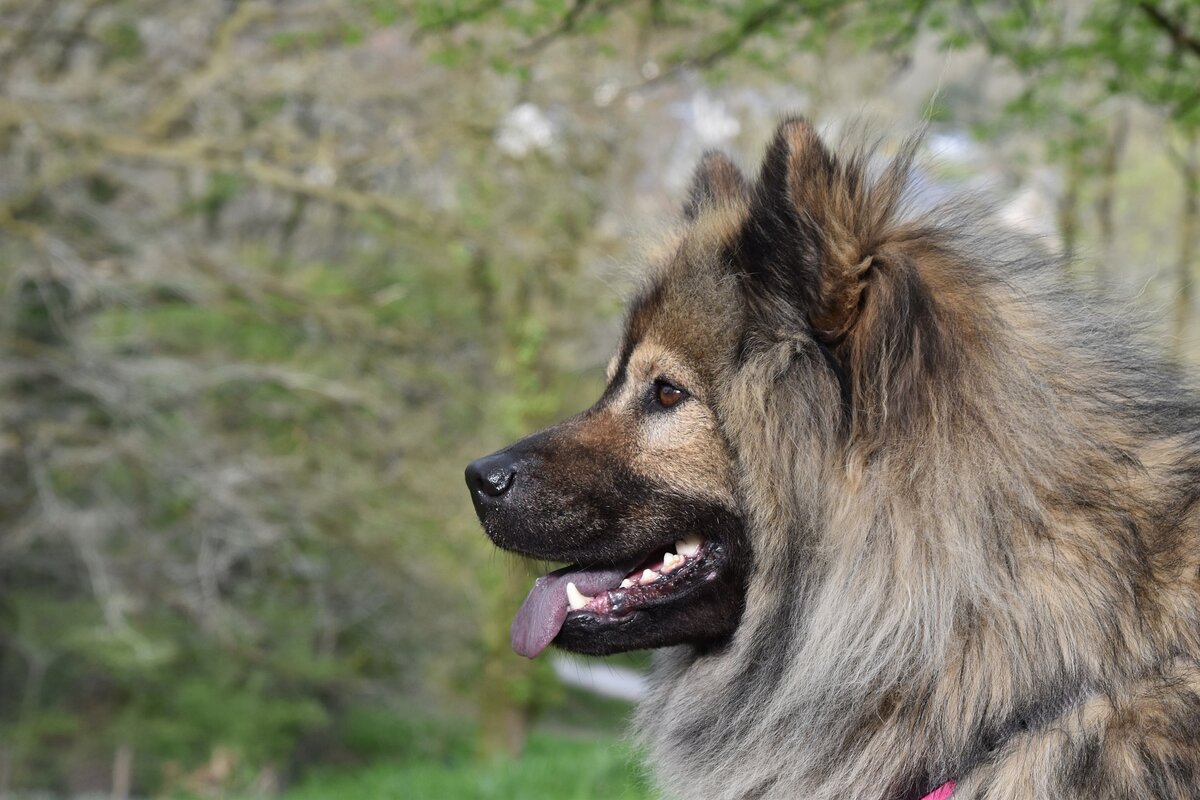 Евразиер - фото, цена, описание, видео | Информация о популярной породе