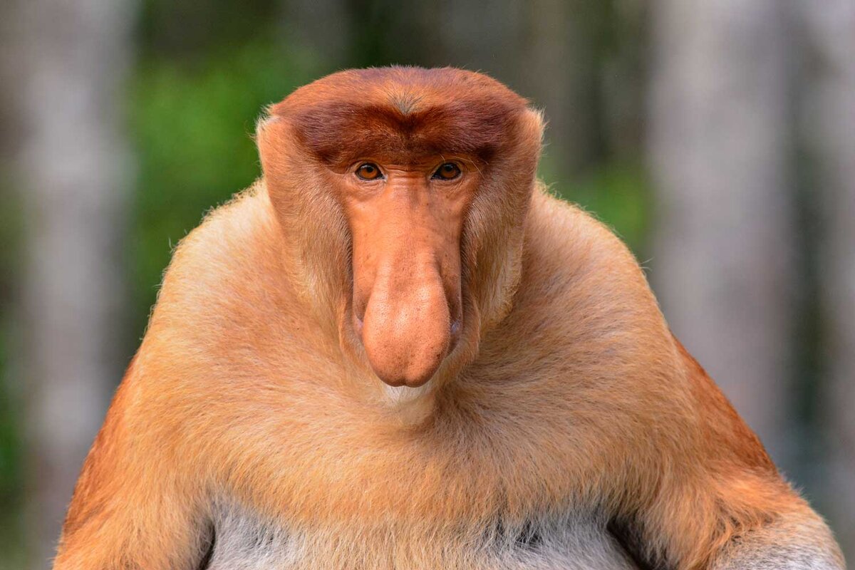 свободный источник