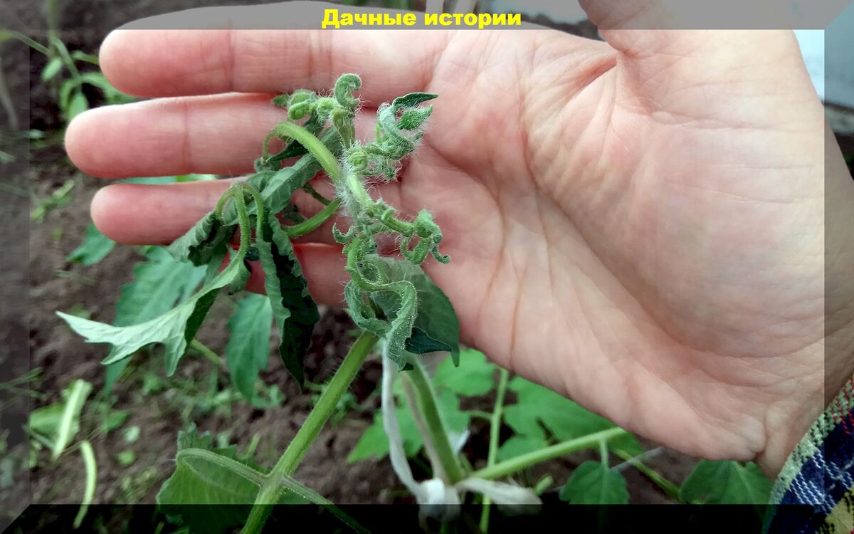 Se puede congelar tomate triturado