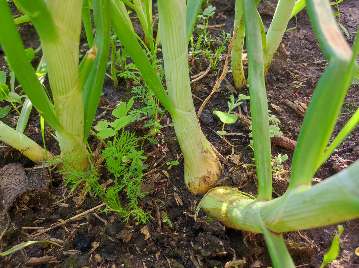 Мой лук на 20 июня.