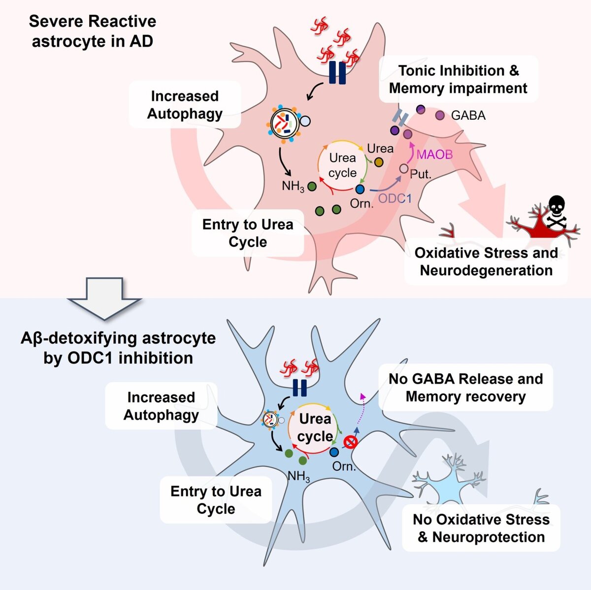 Два разных изображения показывают, как контроль  цикла мочевины в астроцитах головного мозга может предотвратить потерю  памяти при болезни Альцгеймера. (Институт фундаментальных наук Южной  Кореи)
