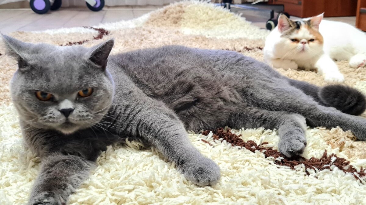 Леня - серый, Боня - белая. Рядом лежат, но не вместе