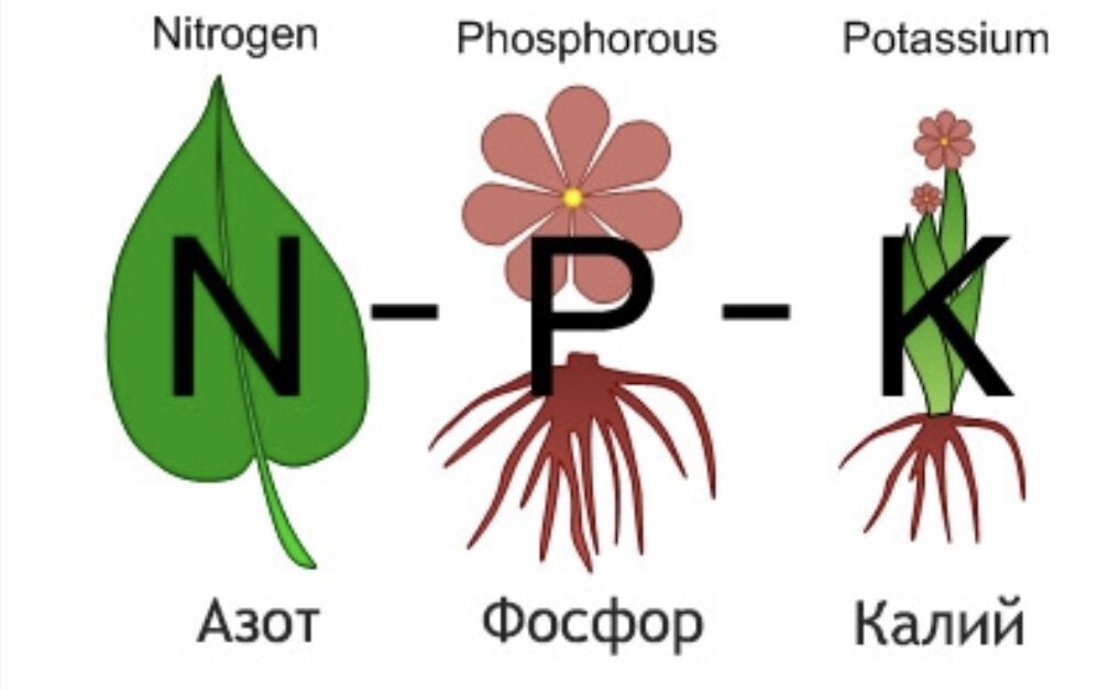 Фото с ресурса https://rsc23.ru