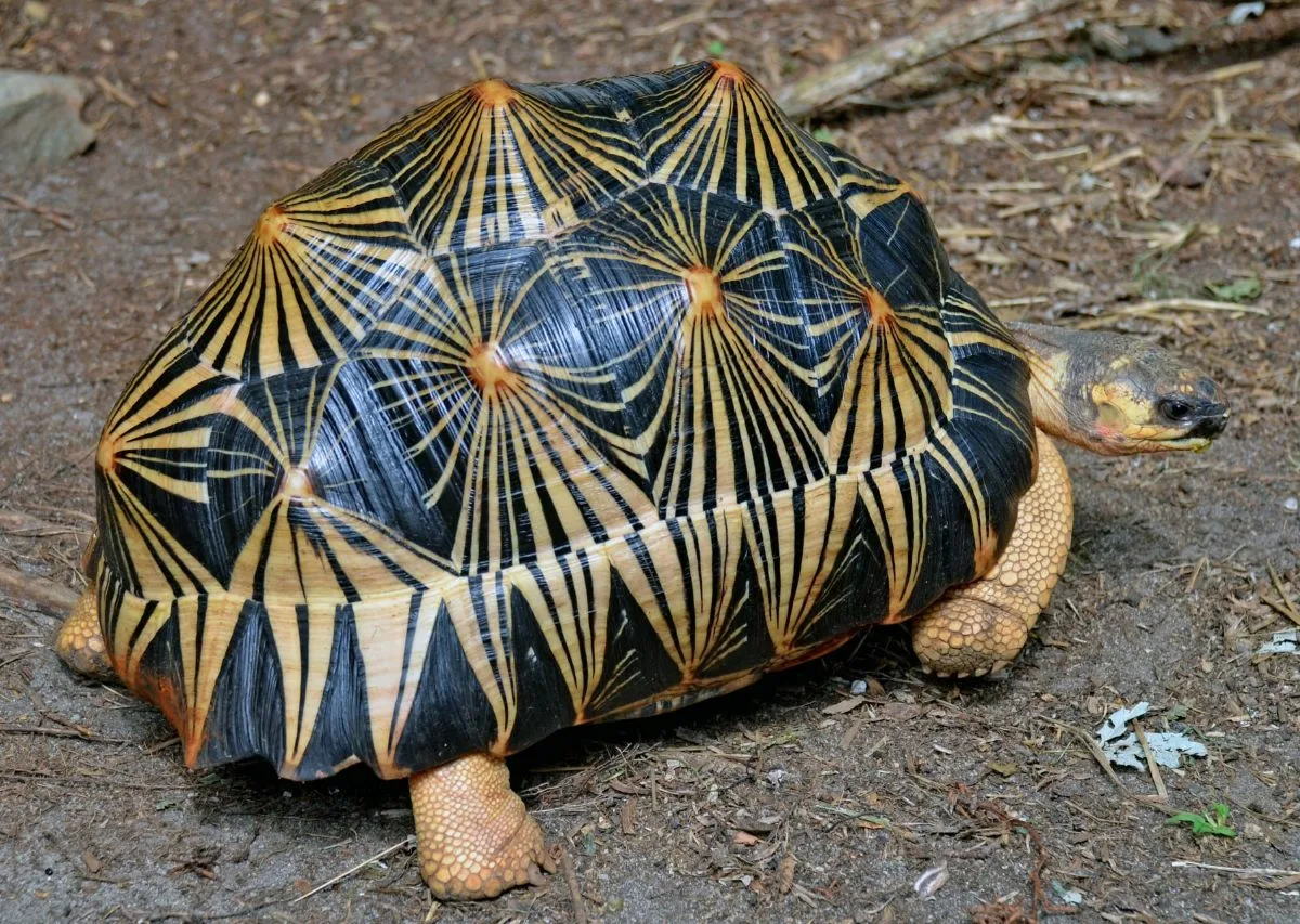Алмазная черепашка из "Тайны третьей планеты"! Она существует! На фото - лучистая черепаха из Мадагаскара. Долгожители -самой старой из них 188 лет.