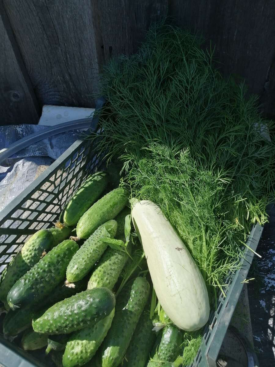 Утренняя сборка с грядок.