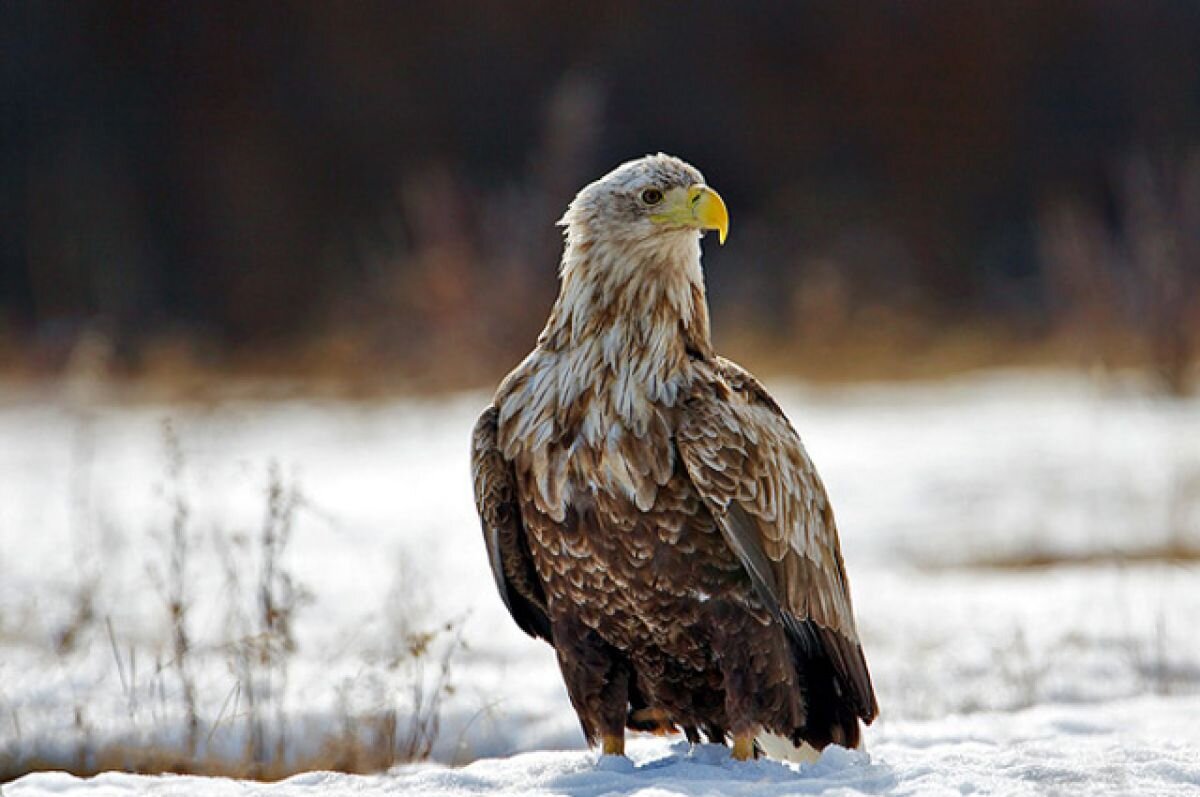    Птенца краснокнижного орлана-белохвоста спасли в Татарстане