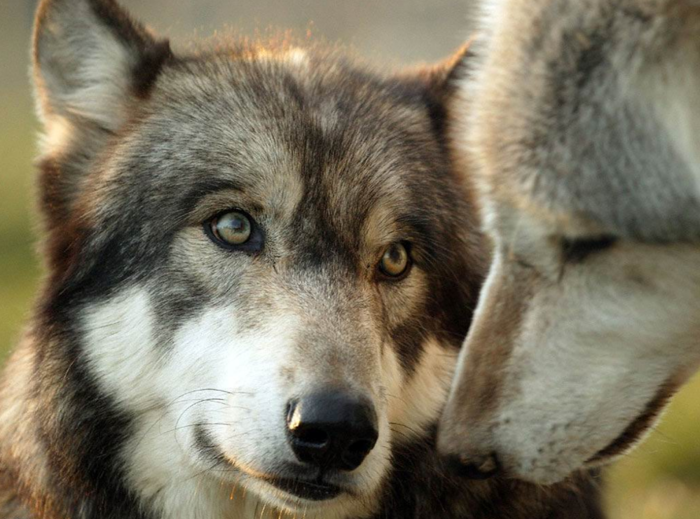 Добавьте описание