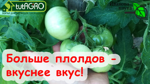 Больше завязей - больше ВКУСНЫХ плодов. Увеличиваем урожай и усиливаем вкус ТОМАТА вообще БЕЗ ПОДКОРМОК и УДОБРЕНИЙ!