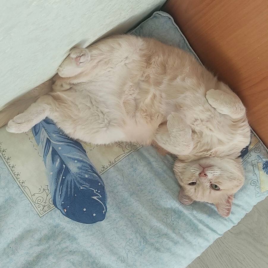 Сейчас Филч - это толстый кабачок у Татьяны на передержке. А вот его история.