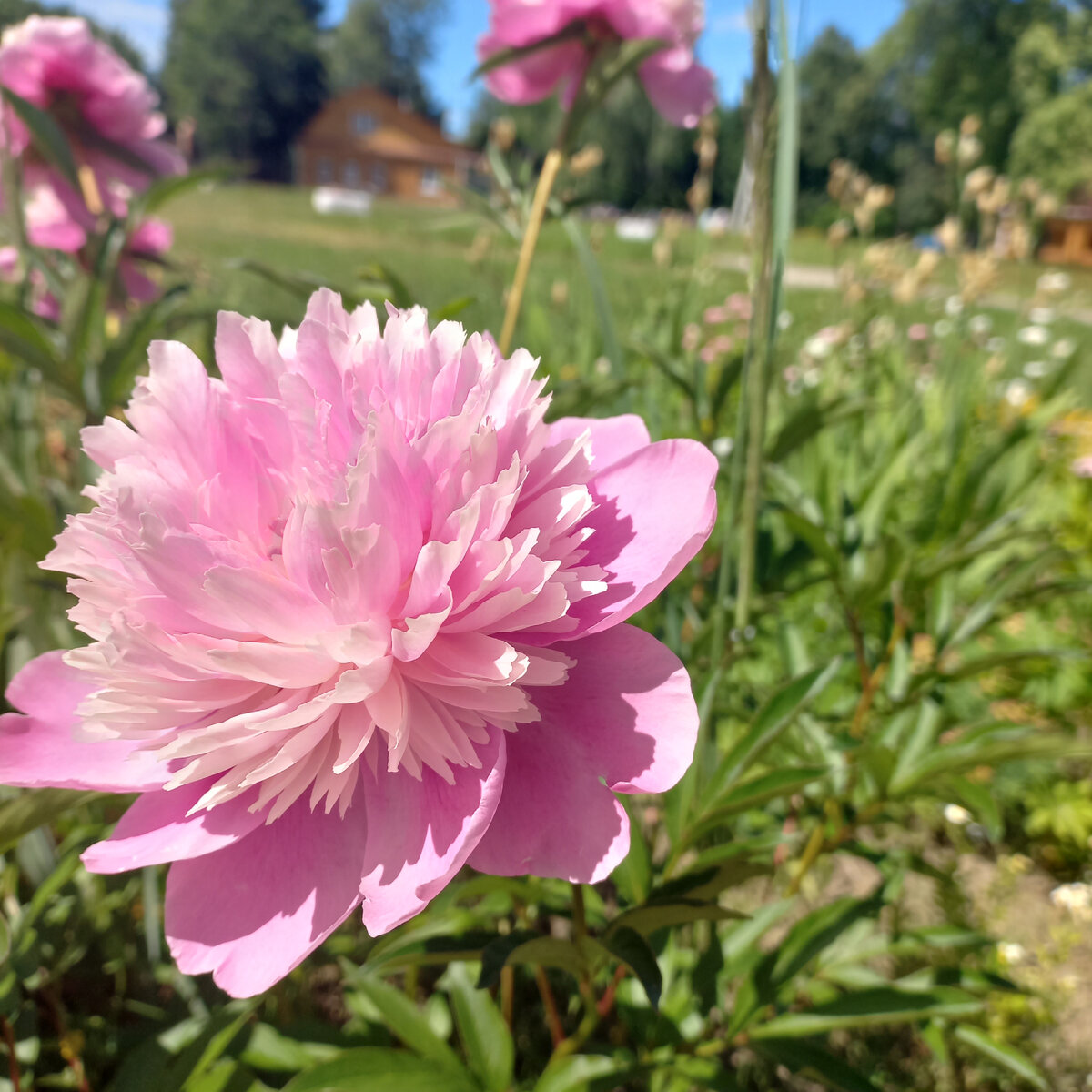 Личное фото