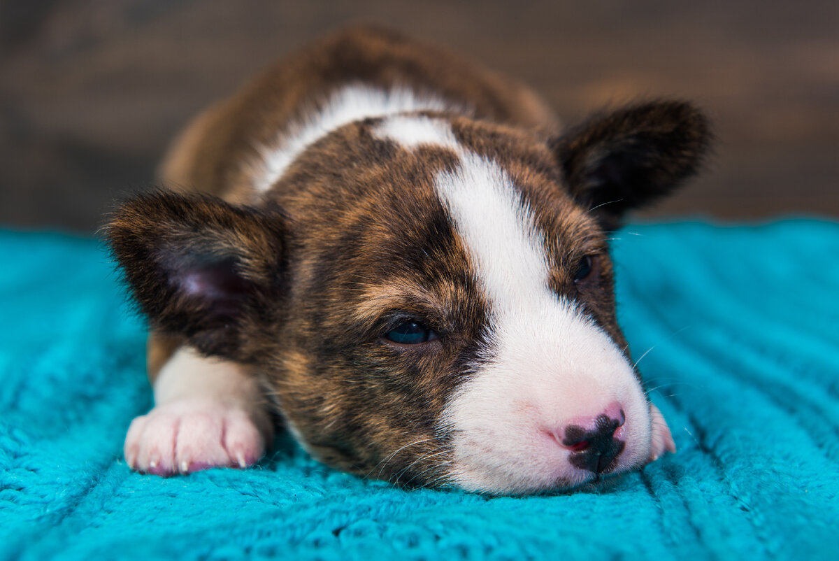 Источник: Adobe Stock.