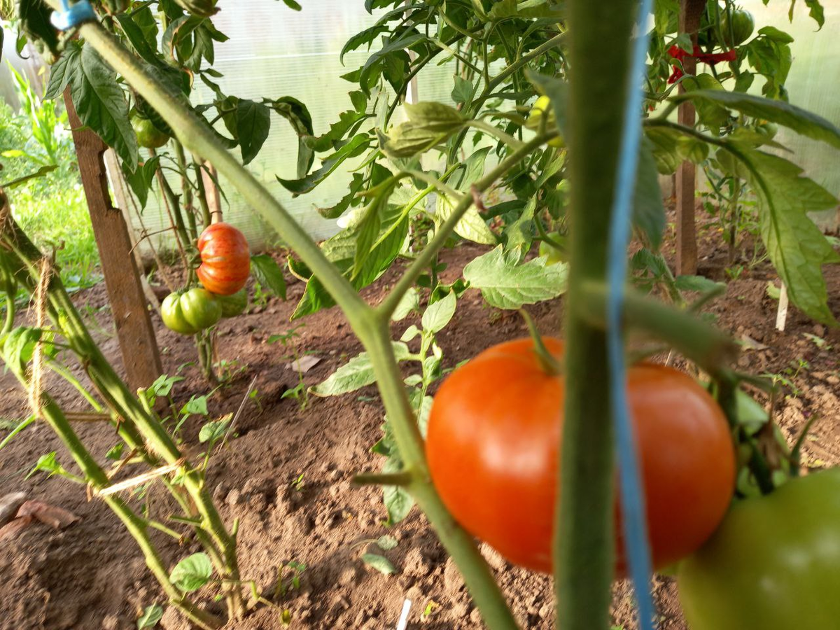 На первом плане СТРЕГА F1, а дальше - ВИНТАЖ