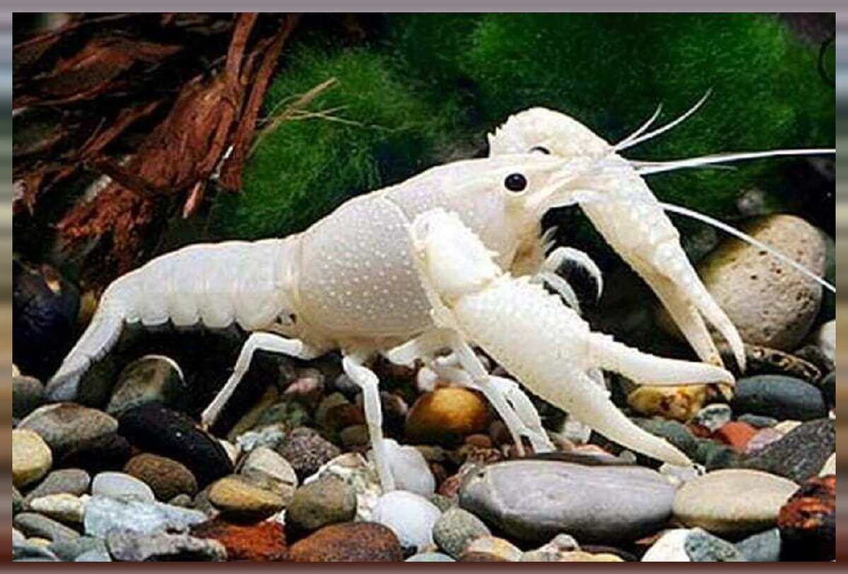 Рак флоридский белый. https://aquamir63.ru