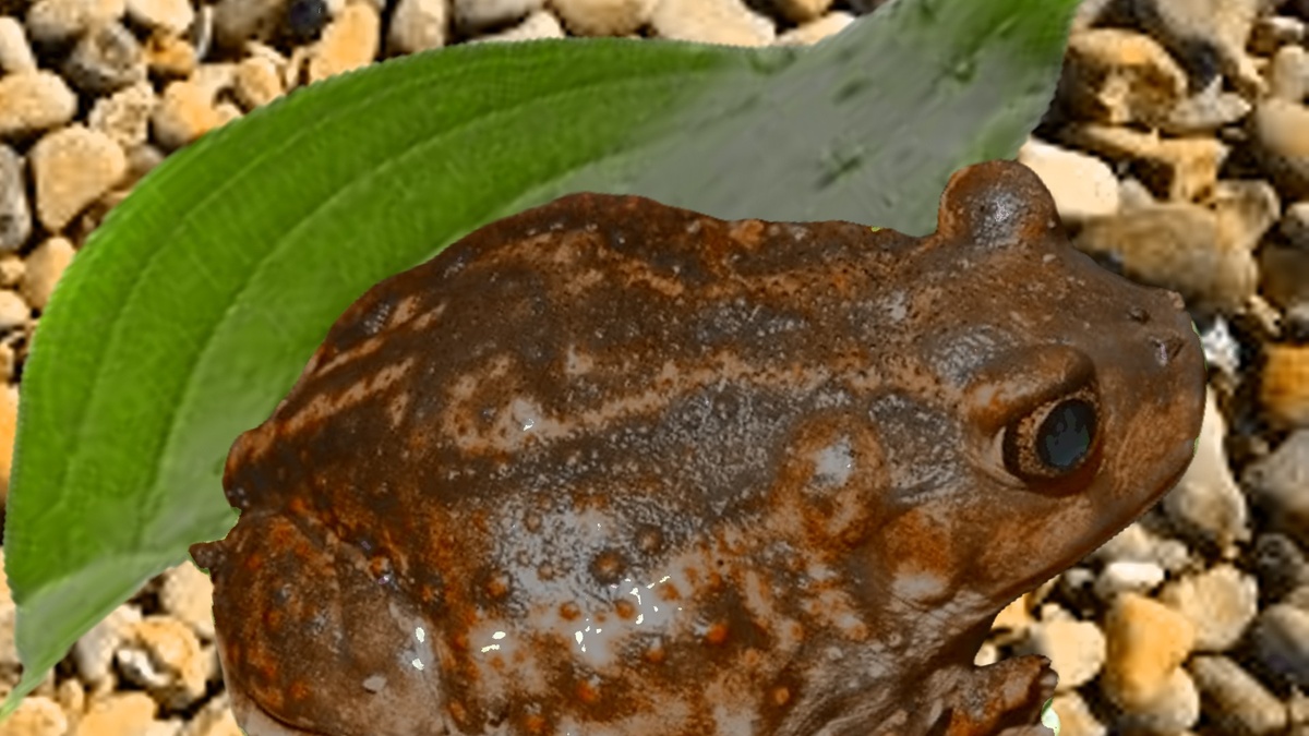 лопатоног Холбрука