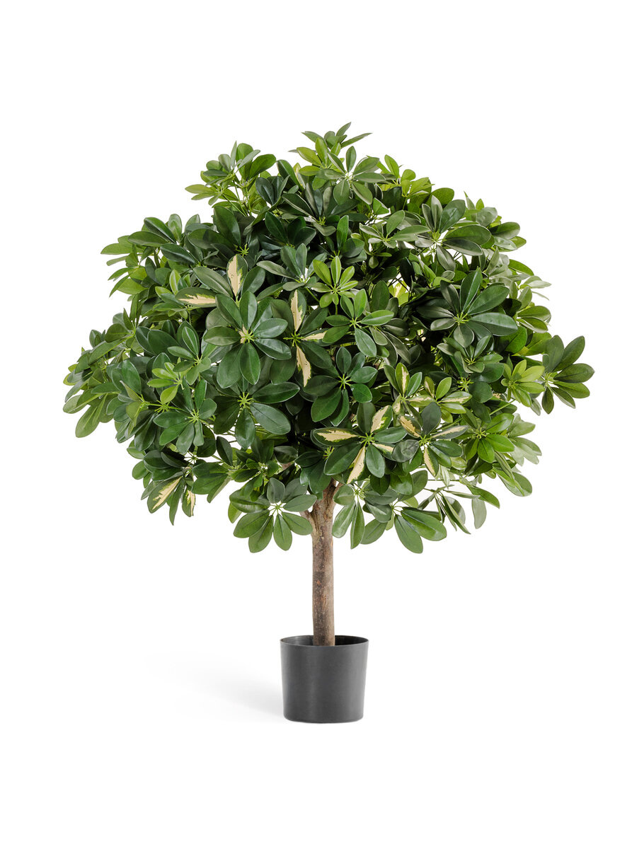 Шеффлеры Treez Collection