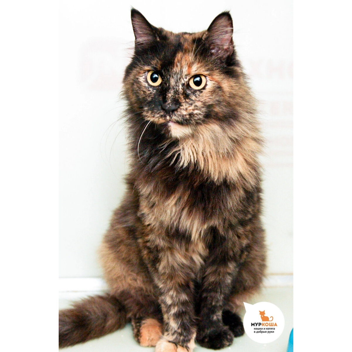 Шану нашли во дворе, возможно, бывшедомашняя.