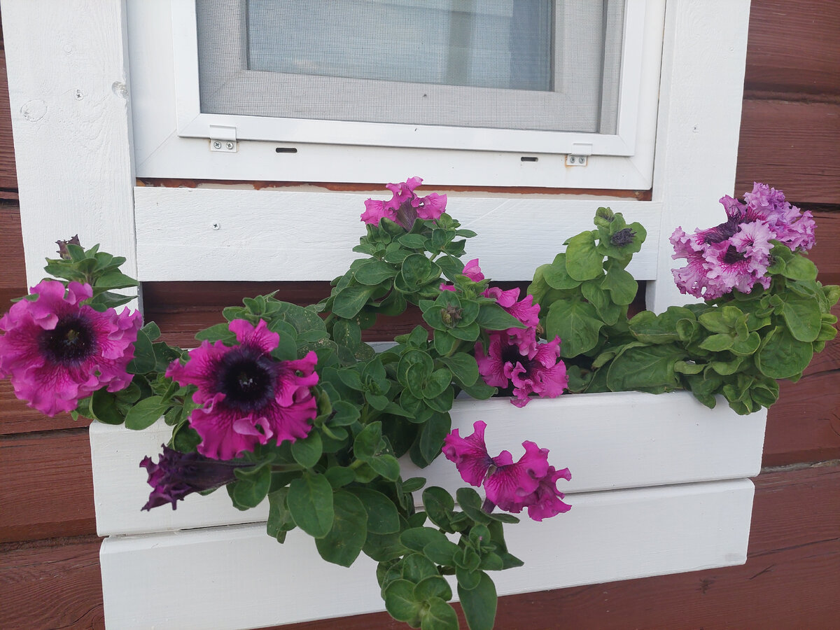 Сидят тут 2 горшка по 3 литра. Объём съели быстро, давно пора пересадить 