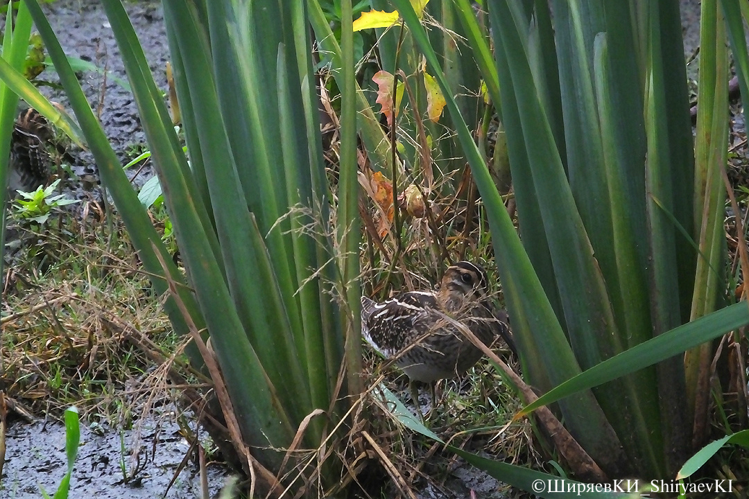 А он тут есть. Это я о маскировке пера птицы.