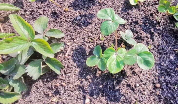    Фотонный нос поможет определить тлю на клубнике