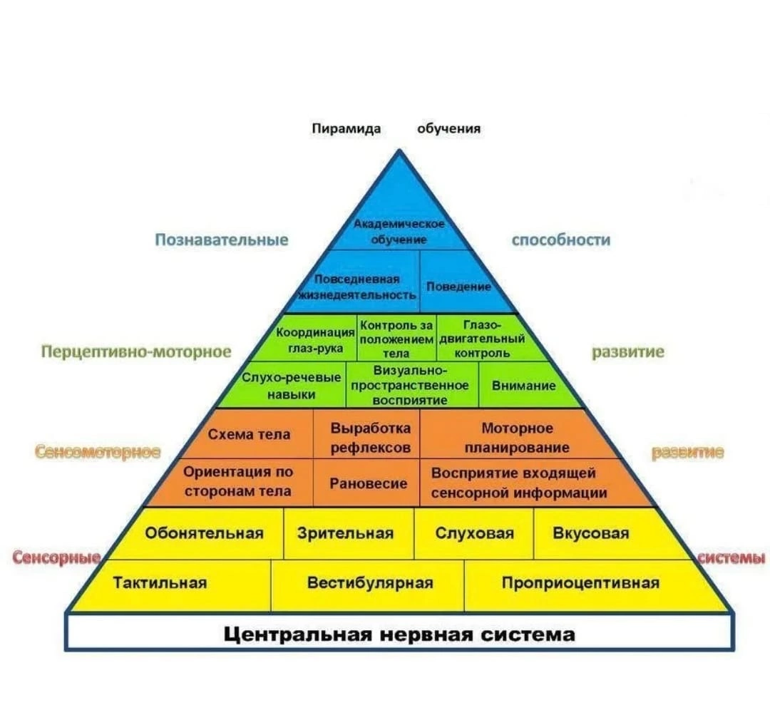 Информативная и доступная схема, которая показывает какие функции первичны в развитии ребёнка.