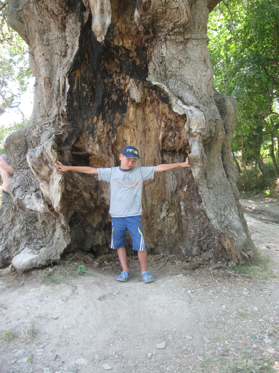 Уникальное деревце по дороге в Замок. 