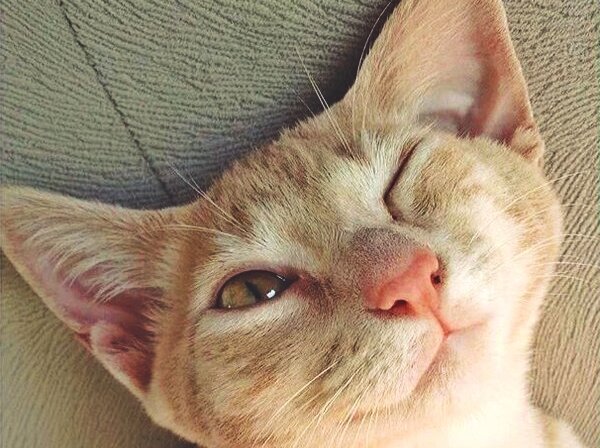 Причины подмигиваний кошек