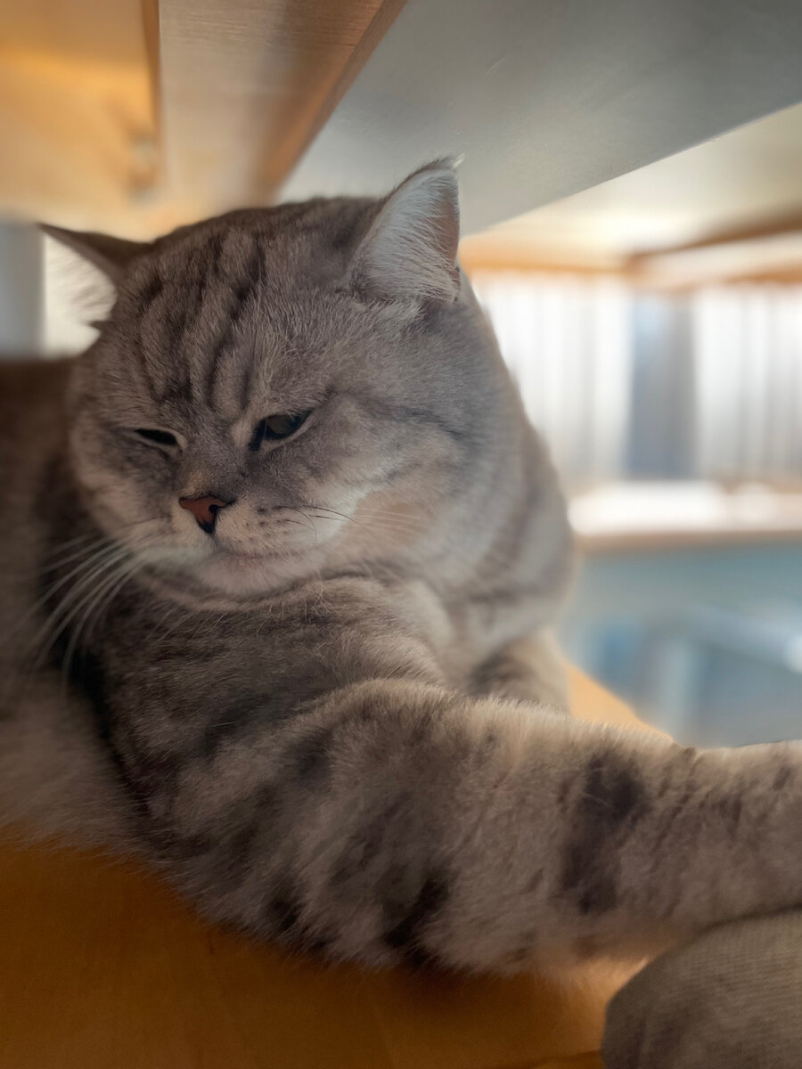 Феб Аполлон