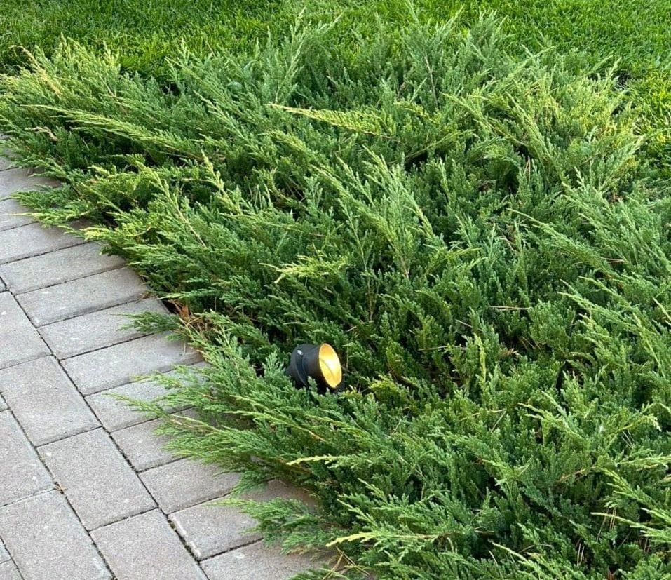 Можжевельник