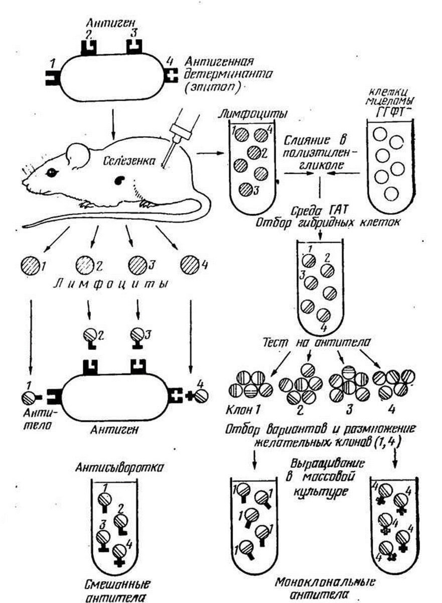 Получение гибридом. Схема получения моноклональных антител. Схема получения моноклональных антител микробиология. Схема получения моноклональных антител иммунология. Методы получения моноклональных антител иммунология.