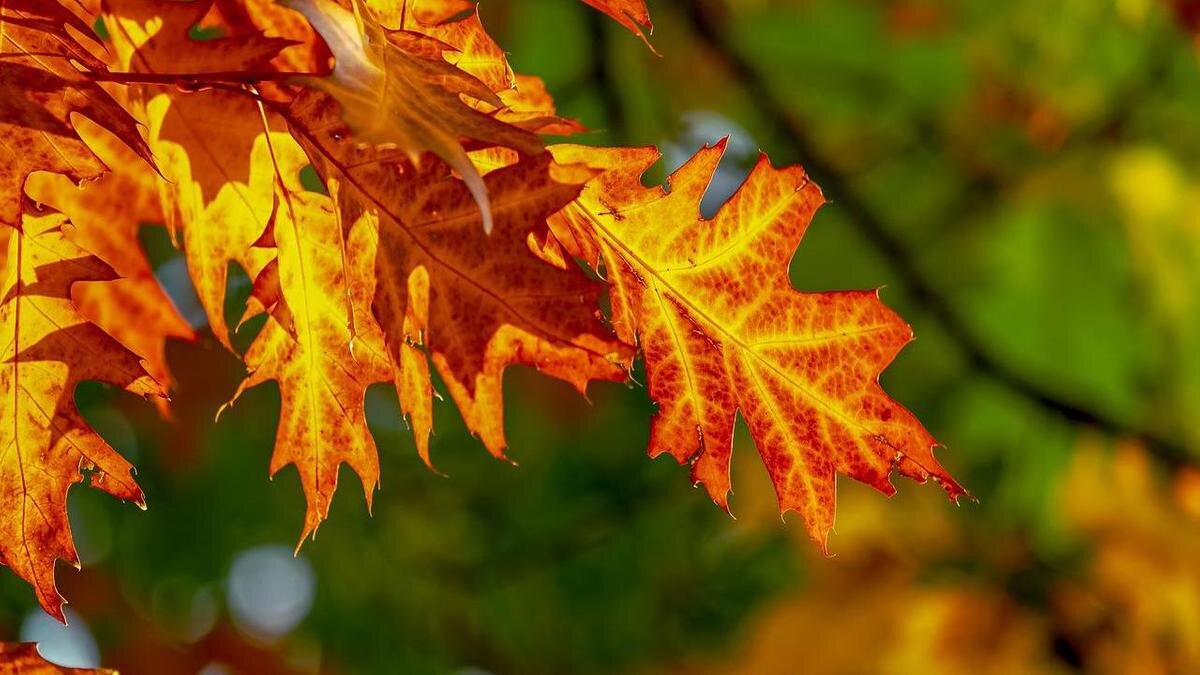    Пожелтевшие листья:pixabay.com