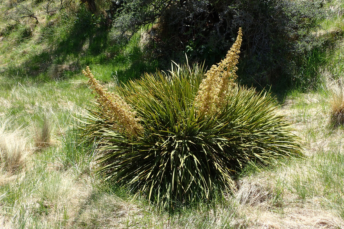 Фото с сайта commons.wikimedia.org. Использовано для примера.